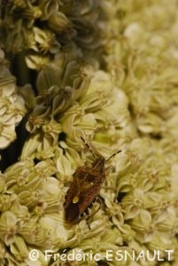 La Punaise des baies ou Pentatome des baies (Dolycoris baccarum)