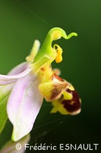 Orchidées du Site classé de la vallée de La Brosse et de La Gondoire